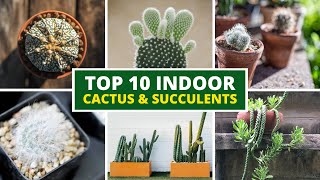 10 Best Indoor Cactus and Succulents For Beginners 🪴 LOW MAINTENANCE [upl. by Uriisa43]