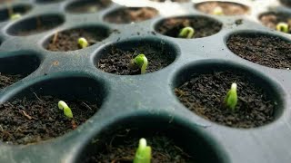 விதை தட்டில் விதைகளை எப்படி விதைக்கலாம் • Seed starting in seed tray using cocopeat [upl. by Arenat790]