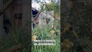 ဆော်ကုန်ကြပြီ zoo odense denmark [upl. by Arretak]