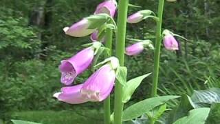 Poison Plants series Foxglove 1wmv [upl. by Lobell]