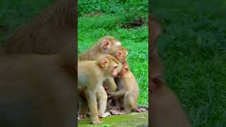 Best Clip Of Baby Monkey Family Real Life Luno monkey baby inctes mum to stop Jovi seize milk [upl. by Agneta131]