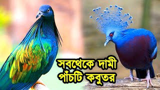 বাংলাদেশের সবচেয়ে দামী ৫টি কবুতরের দাম বিশ্বাস হতে চায় না  5 Most Expensive Pigeons In Bangladesh [upl. by Anyalram]