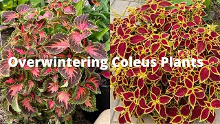 Simple Way To Overwinter Your Coleus [upl. by Good]