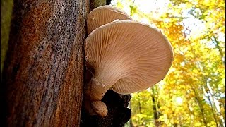 Pleurotus dryinus  BUKOVAČA [upl. by Repooc]