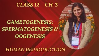 Gametogenesis Spermatogenesis Sperm Oogenesis Ovum Human Reproduction CBSE Class 12 Biology [upl. by Anertac]