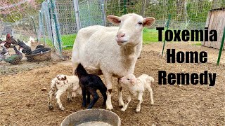 Our Katahdin Sheep got Twin Lamb Disease Home Remedy [upl. by Tilford]