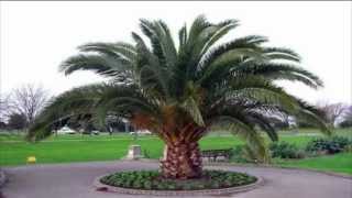 Palmeiradascanárias Phoenix canariensis [upl. by Leverick886]