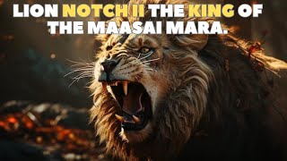 Lion  NOTCH II The Legend of Notch King of the Masai Mara [upl. by Changaris]