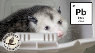 Treating an opossum for lead toxicosis [upl. by Ohce915]