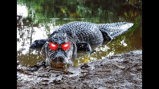 Crocodilians Edit [upl. by Llenrag]