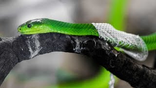 Amazing Footage Of Snake Shedding Its Skin [upl. by Agata345]