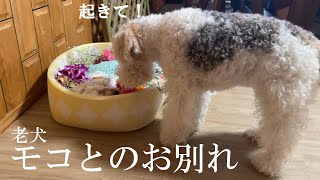 シニア犬トイプードル・モコの最期と寄り添うきなこ［老犬看取り］ [upl. by Xineohp]