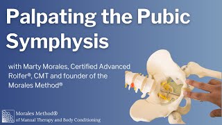 How to Palpate the Pubic Symphysis [upl. by Pearson]