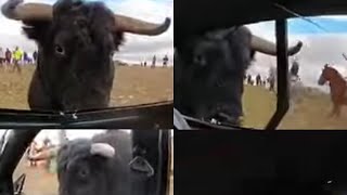 😱🫣🐂🚗 TORO bravo ROMPE CRISTAL de un COCHE en Torija Guadalajara [upl. by Assenyl]