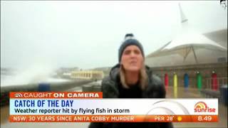 Reporter hit in head by flying fish during weather report sun7 WMV V9 [upl. by Elysha]