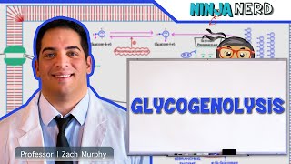 Metabolism  Glycogenolysis [upl. by Gipps]