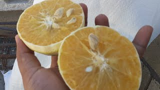 Ortanique Orange  Tangor  Citrus Fruit [upl. by Acim461]