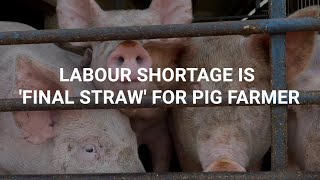 Labour shortage is final straw for pig farmer [upl. by Notrom734]