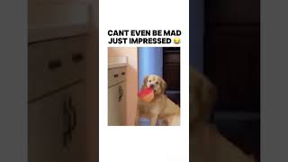 Can’t even be mad 😂 trending bruh dogs dog memes meme subscribe lol [upl. by Pia]