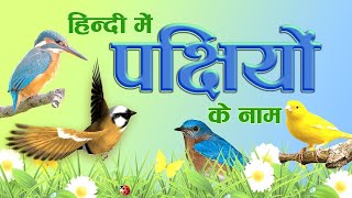 Bird Names in Hindi  पक्षीयों के नाम हिंदी में  Hindi Bird Names For Children [upl. by Felise]