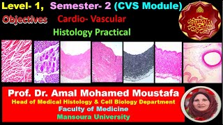 Practical for OSPE Cardiac Muscle Aorta IVC Medium sized artery amp Vein Dr Amal M Moustafa [upl. by Aikim]