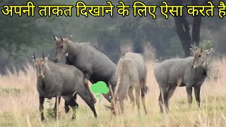 why the nilgai excited to fight every time techearth [upl. by Namyaw451]