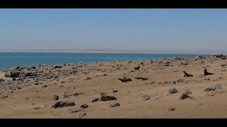 Namibia le otarie di Cape Cross 4k [upl. by Otes705]