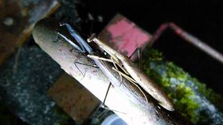 Mating Couple of Praying Mantis Statilia maculata コカマキリの交尾 [upl. by Yerrok]