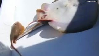 Watch Fisherman births 2 baby stingrays [upl. by Naejamron509]