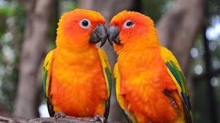 Sun Conure talking 💝 [upl. by Judie]