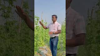 बिना पूंजी के दूसरी खेती 👌  Dual Crop Advantage [upl. by Yee]