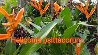 Heliconia plant caring How to propagate EP17 [upl. by Yankee]