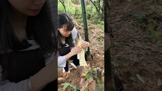 The original ecology of nature Bamboo shoots crisp and tender farming [upl. by Nnaeirrac]