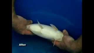 How To Cure Your Koi [upl. by Vano]