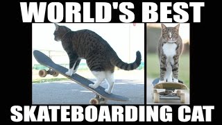 Worlds Best Skateboarding Cat Go Didga Go [upl. by Nelyak]