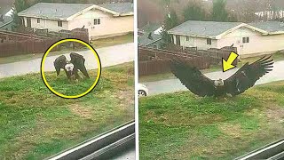 Massive Eagle Lands In Man’s Yard – He Calls 911 After Realizing WHY [upl. by Lacym746]