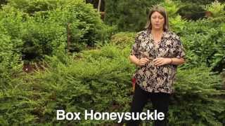 How to Prune Box Honeysuckle  Instructional Video w Plant Amnesty [upl. by Ocsecnarf204]