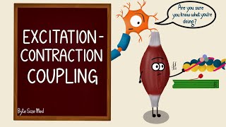 Excitation Contraction Coupling  Skeletal Muscle Contraction  Cross Bridge Cycling  Myology [upl. by Eirrok]