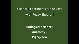 Biological Science Pig Spleen Anatomy [upl. by Sumer]