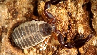 Handacrobatic abilities of a Pseudoscorpion from Western Siberia [upl. by Vida]