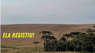 Extinção dos dinossauros a árvore que resistiu [upl. by Netsreik814]