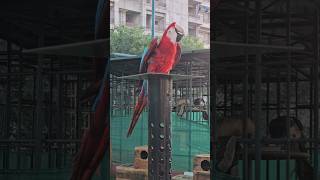 Dancing Macaw parrot macaw dancing parrot [upl. by Vento]