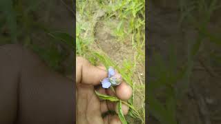 Commelina species Blue petals vs Purple petals [upl. by Dustie]