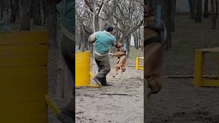 Amstaff attack Detention of the violator Dog training GUARD Odessa Ukraine [upl. by Saxela]