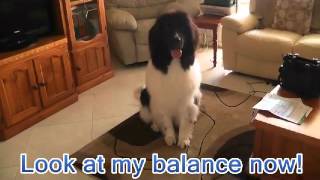 Landseer Newfoundland Dog Tricks 3  Mishka [upl. by Lanam96]