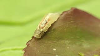 Hover fly larvae eating aphids [upl. by Lindner589]