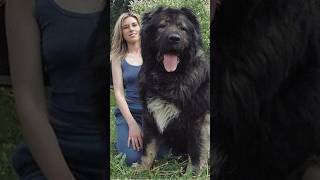 Did You Know This About Caucasian Shepherd Dog 😱 💥 shorts [upl. by Berkie]