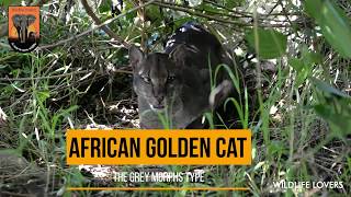 African Golden Cat [upl. by Trembly]