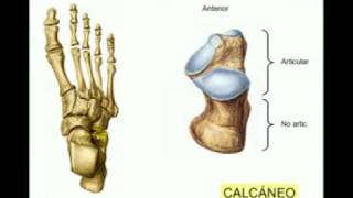 osteología del miembro inferior parte n°9 [upl. by Nevur]