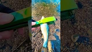 Отпускаем ельца Мормышинг на Gamakatsu LUXXE Ten S48ALsolid fishing fish рыбалка gamakatsu [upl. by Aloisia227]